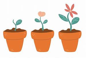 Process Of Flower Growth Vector Image Of Three Stages Of Growth Of A