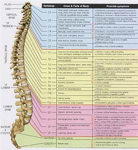 spinal chart chiropractic can help with so much more than you might