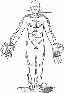 Front View Of The Parts Of The Human Body Labeled In English And Latin