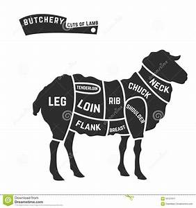 Lamb Or Mutton Cuts Diagram Butcher Shop Black On Stock Vector