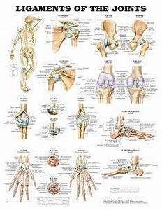 17 Chiropractic Charts Ideas Chiropractic Anatomy Therapy
