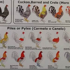 Identification Fighting Rooster Breed Chart