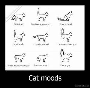 Cat Moods Cat Cat Language Cat Body