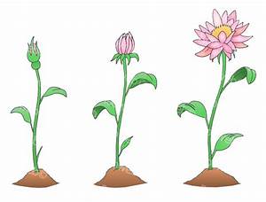 Flower Growth Stages Vector Graphic Flower Clipart Rooweb