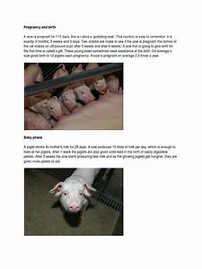 Pig Stages Growth Pig Domestic Pig