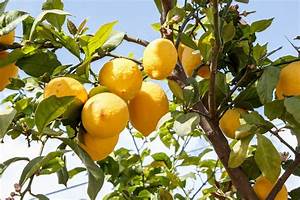 Step By Step Lemon Tree Growth Stages Everything Your Need To Know