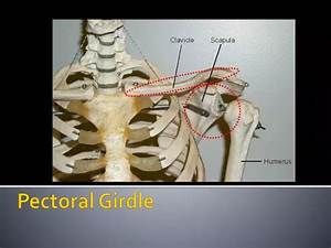 Ppt Pectoral Girdle Powerpoint Presentation Free Download Id 2188222