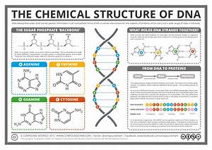 The Chemical Structure Of Dna