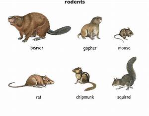 Gopher Noun Definition Pictures Pronunciation And Usage Notes