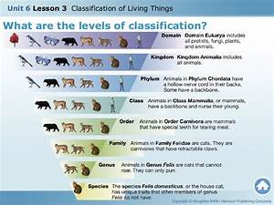 U6 L3 Classification Of Living Things