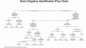 Gram Negative Rods Flow Chart