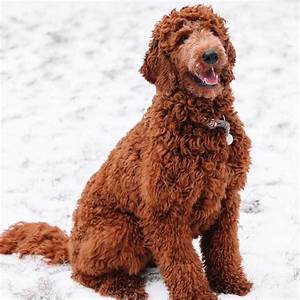 Types Of Goldendoodle Colors With Pictures 2023 We Love Doodles