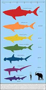 9 Best Images Of Shark Comparison Chart Shark Size Comparison Chart