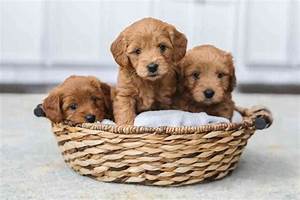How To Estimate A Mini Goldendoodle Weight Goldendoodle Advice