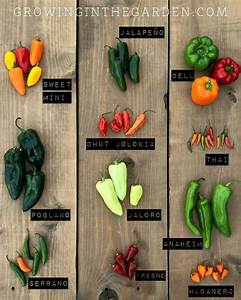 Types Of Peppers Pepper Varieties Growing In The Garden