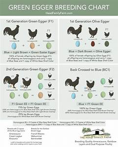 A Guide To Green Egg Layers Egg Color Charts