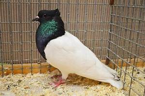 15 Types Of Pigeon Breeds You Must Know