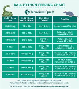 Ball Python Feeding Chart Guide Schedule Terrarium Quest