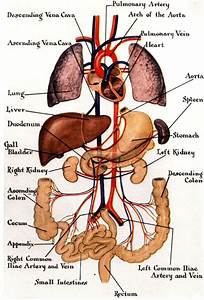 Diagram Of Internal Organs Of The Body Pin On Anatomy Of Organs In