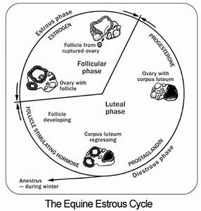 Understanding The Mare 39 S Estrous Cycle Chart Nexgen Pharmaceuticals