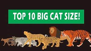 Big Cats Size Comparison Youtube