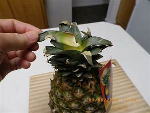 Pineapple Natural Health Techniques