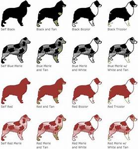 Australian Shepherd Coat Color And Pattern Chart Australian Shepherd