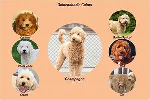 Goldendoodle Types Size Generations Coat Types Colors My Dogs Info