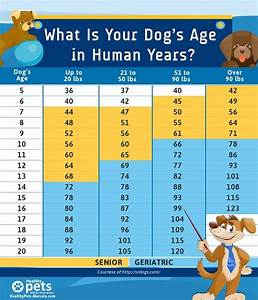 You Might Have Heard To Estimate Each Dog Year For 7 Human Years But