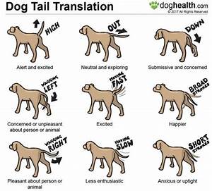 Waging Chart Dog Body Language Dog Care Dog Training