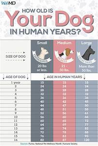 How To Calculate Your Dog 39 S Age Dog Ages Dog Grooming Tips Dog Care