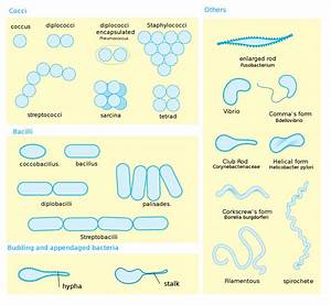Bacteria Definition Types Classification