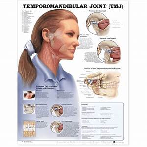 Temporomandibular Joint Tmj Anatomical Chart Medshop Australia