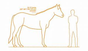 What Is The Average Age Of A Thoroughbred Horse
