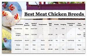 Best Meat Chickens Chart Meat Chickens Meat Chickens Breeds Chicken