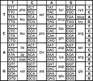 Dna Genetic Code Atg Start Code Download Scientific Diagram