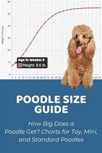 Interactive Poodle Standard Growth Chart And Calculator Puppy