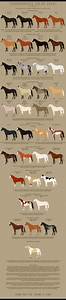 Horse Color Chart Horse Coat Colors Horse Coloring
