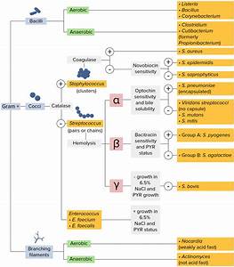 List Of Top Bacteria Identification Flow Chart Images Flow Chart My