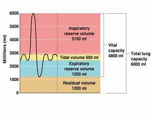 Ppt Lung Volumes Powerpoint Presentation Id 1883512