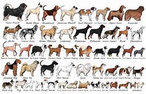Quot Purebred Dog Breeds Quot Poster By Dusicap Redbubble