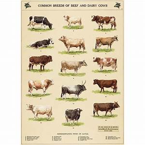 Cow Chart Vintage Style Cattle Breeds Poster Decorative Paper Ephemera