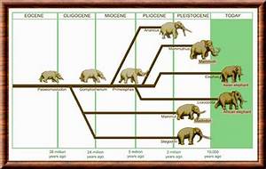 Taxonomy And Classification Asian Elephant