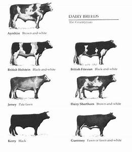 Major Dairy Cow Breeds Dairy Breeds Bull Chart Dairy Cattle Cattle