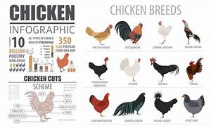 Chicken Breed Chart Chickens Backyard Chicken Coop Chicken Breeds Chart