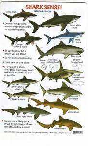 Fish Identification Guides Reef Fish Identification Guides Slates And