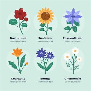 Different Types Of Flowers With Names Chart