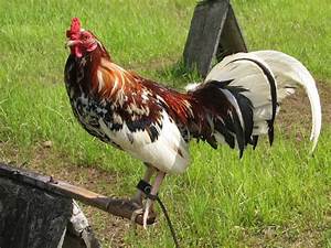 Image Result For Spangled Butcher Gamefowl Game Fowl Chickens