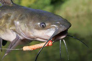 Channel Catfish Weight Conversion Chart In Fisherman