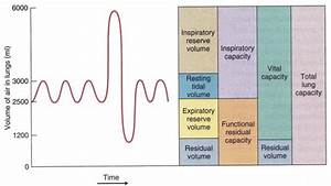 Lung Volumes And Capacities Respiratory Medbullets Step 1